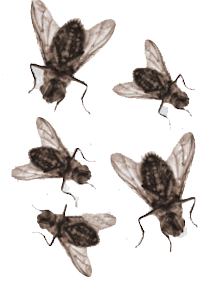 Remove Cluster Flys